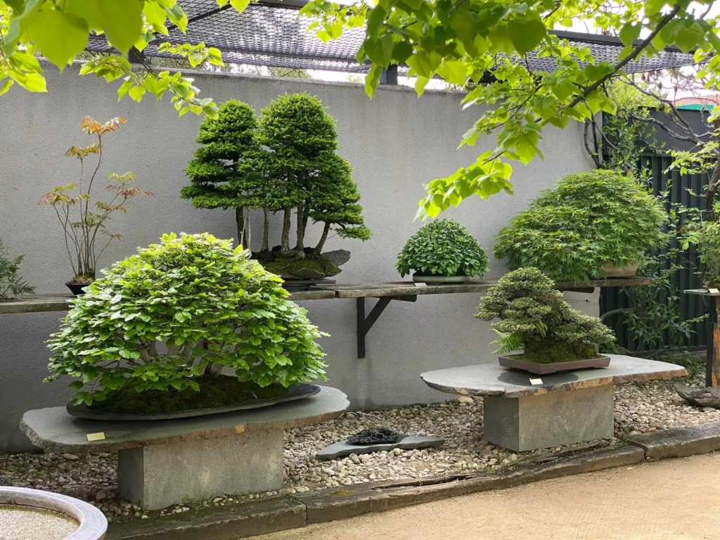 Bonsai Gardens