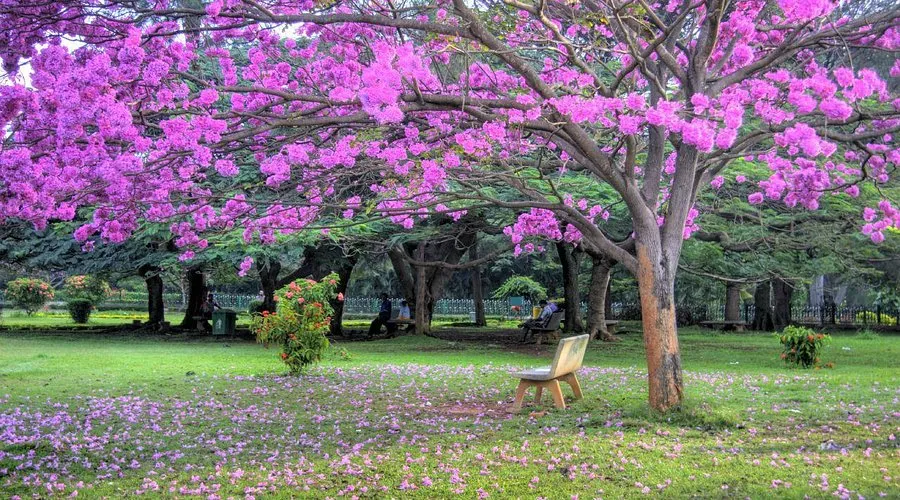 cubbon park